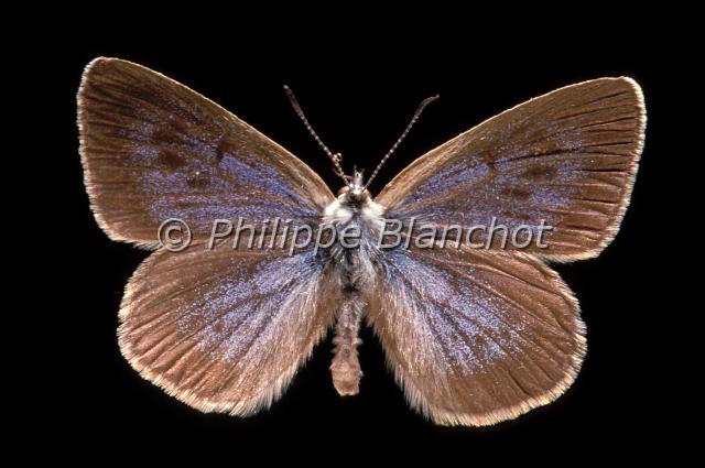maculinea nausithous.JPG - Maculinea nausithousAzuré des PaludesDusky Large BlueLepidoptera, LycaenidaePapillon protégé en France
